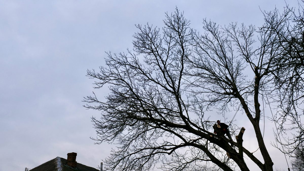 Tree pruning job