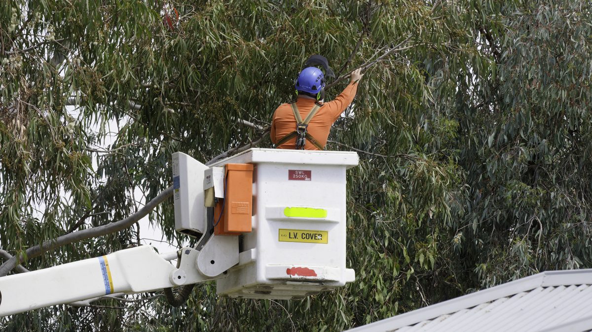 Arborist trimming